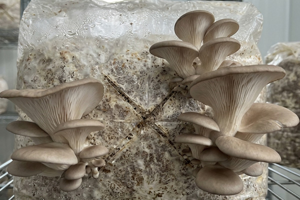 Pleurotus sajor-caju (Phoenix Oyster Mushroom)