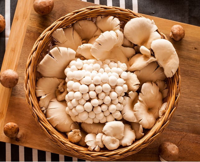 The Magic of Mushrooms