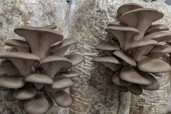 Pleurotus ostreatus (Grey Oyster Mushroom)