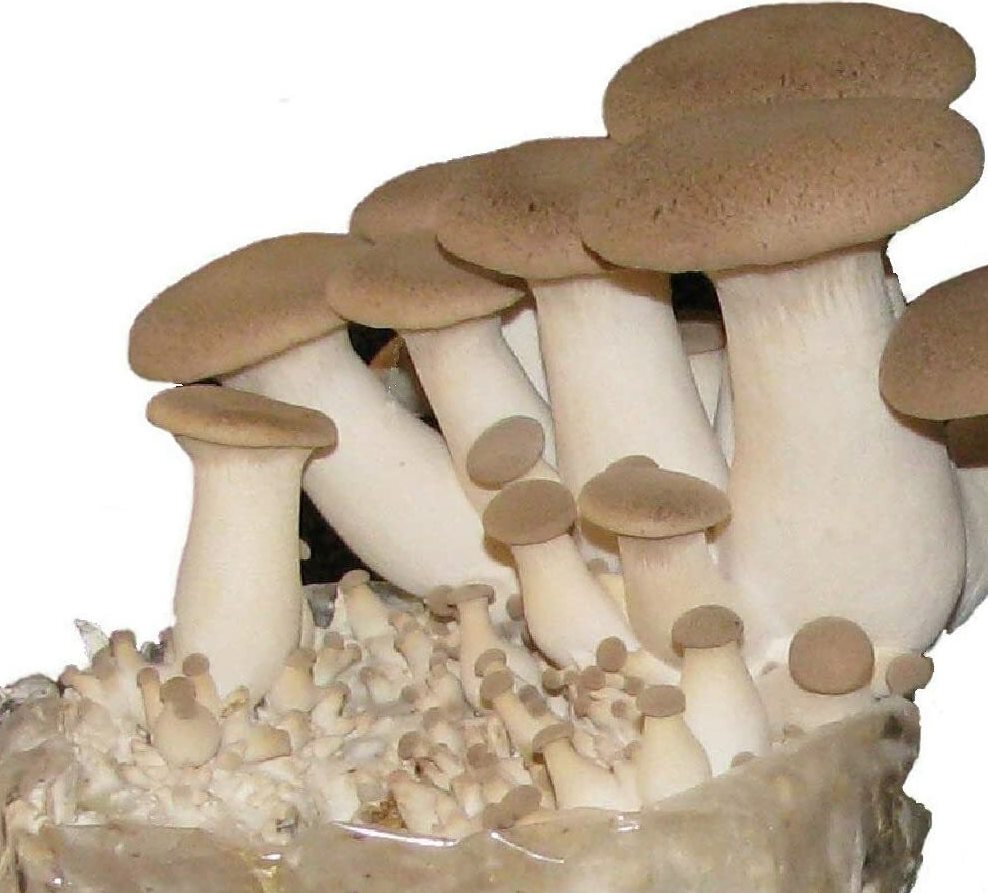 King Oyster Mushroom