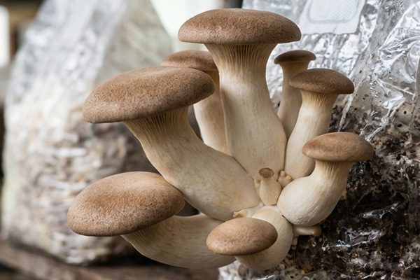 Pleurotus eryngii (King Oyster Mushroom)