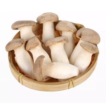 King Oyster Mushroom