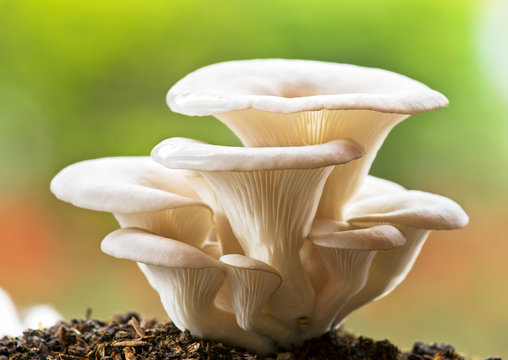Fresh Grey Oyster Mushrooms (Dhingri)