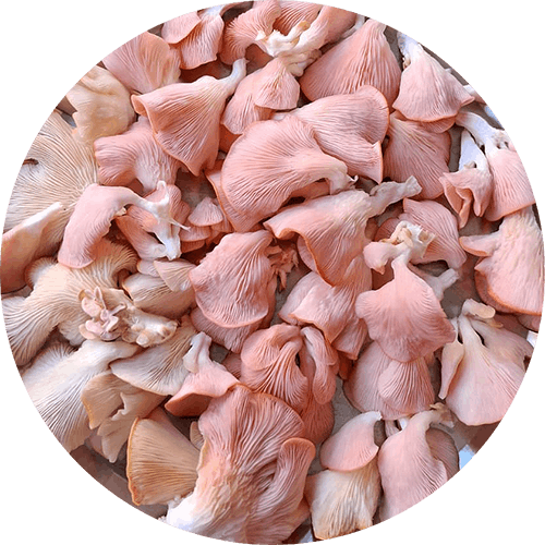 Pink Oyster Mushrooms on a plate