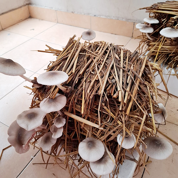 Paddy Straw Mushroom Spawn