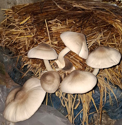 Paddy Straw Mushroom Spawn